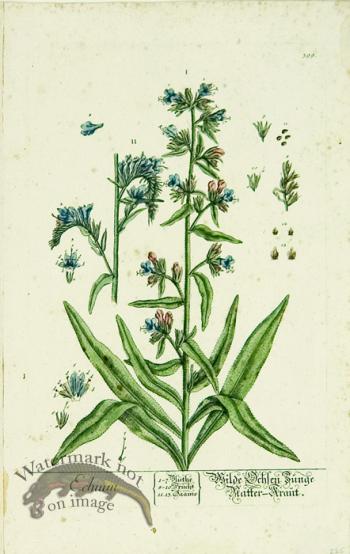 Blackwell German 040